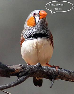 zebravink1.jpg