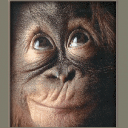 Monkey.gif