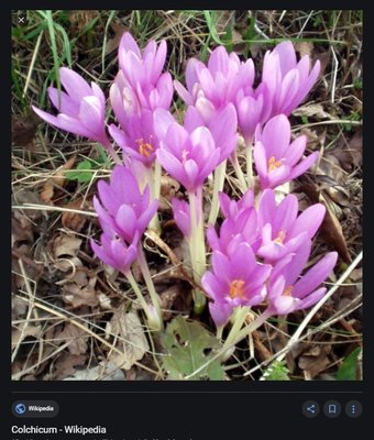 colchicum.jpg