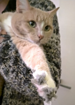 poes.jpg