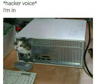Cat-Meme-78.jpg