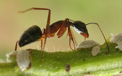 Bron: https://upload.wikimedia.org/wikipedia/commons/6/64/Ant_tending_scales3.jpg