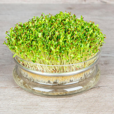 kiemschaaltje-alfalfa.jpg