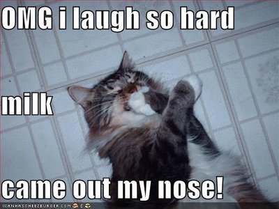 cat-laughs-hard.jpg