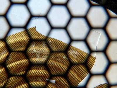 P1010815a.jpg