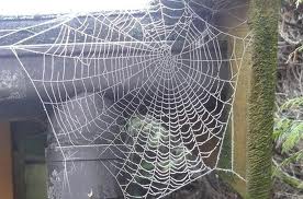 spider web.jpg
