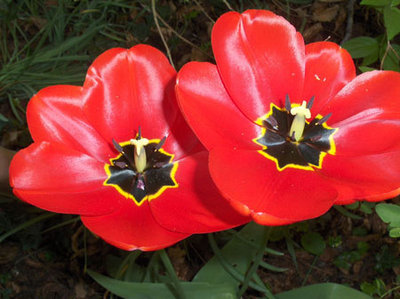 tulp-rood-15-4.jpg