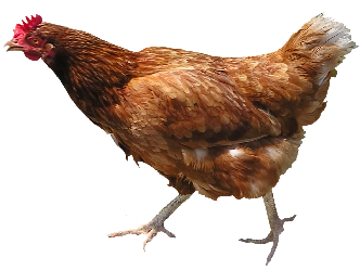 kip.png