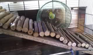 hammie.jpg