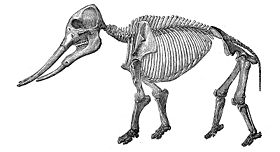 280px-Masthodon_angustidens.jpg