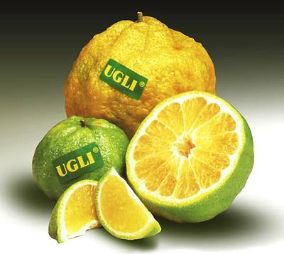 ugli.jpg